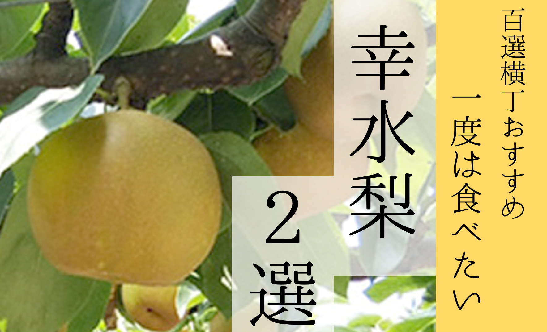 今が旬！！富山県産の大人気梨♪食べられるのは１年の中でこの１か月間だけ！！ – 北陸わくわく横丁